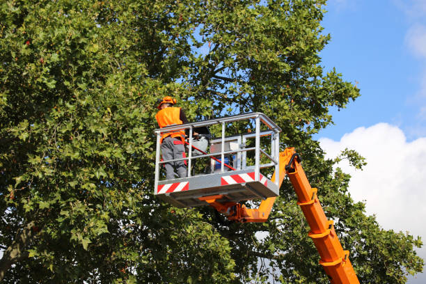 Mi Wuk Village, CA Tree Care  Company